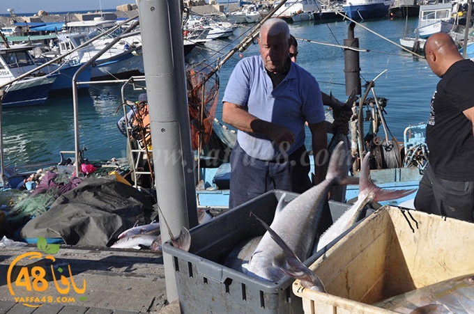 samak antayasa (30).JPG